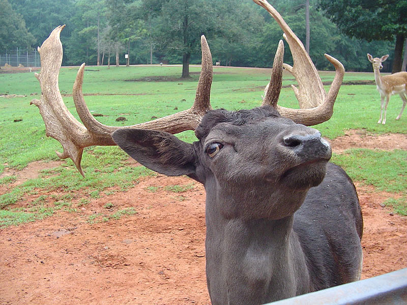 PB and J Adventures: Wild Animal Safari - Pine Mountain Georgia